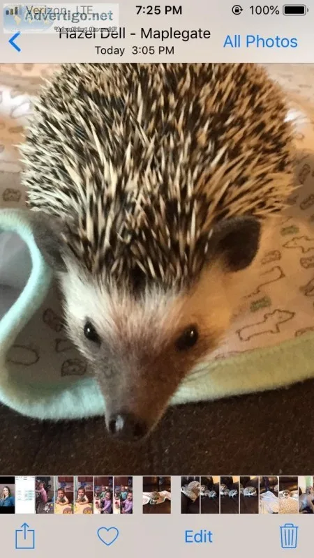 8 month old boy hedge hog