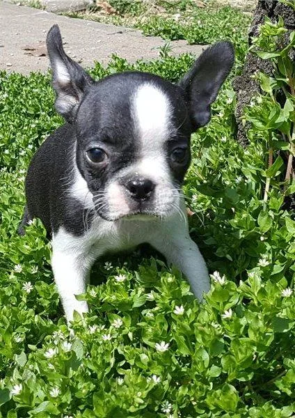 Beautiful Boston Terrier