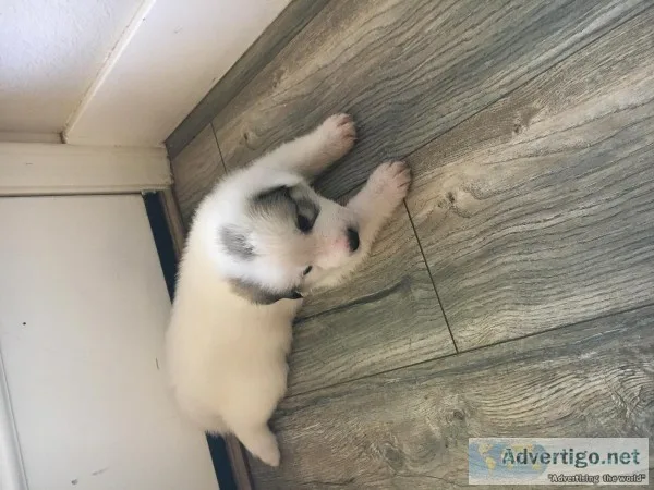 Great Pyrenees Puppies