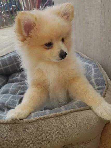 dependable Stunning Merle Pomeranian Boy For Sale