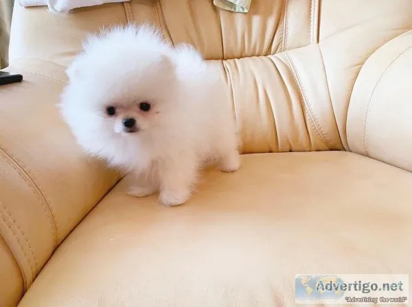 Pomeranian Puppies - AKC - Females And Males