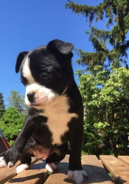Miniature Boxer puppies