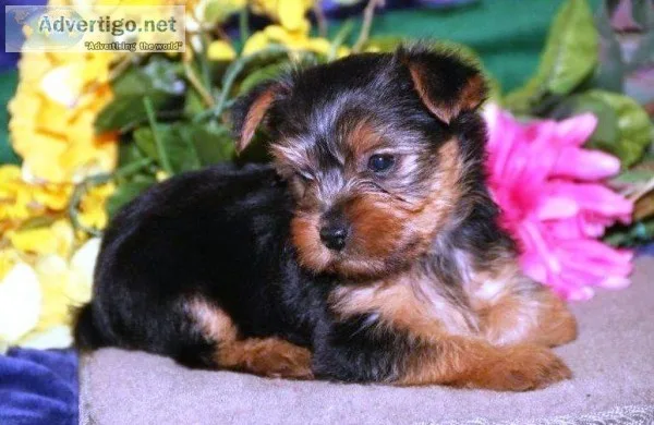Awesome Yorkshire Terrier ready