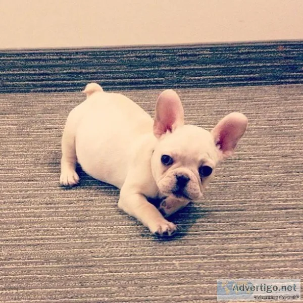 cute french bulldog