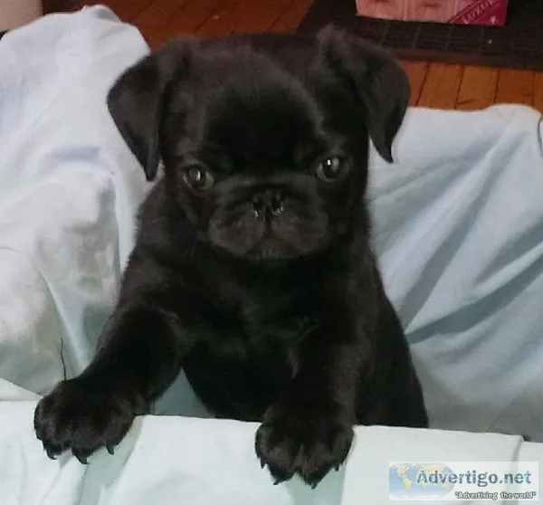 Beautiful and perfect black female pug puppy