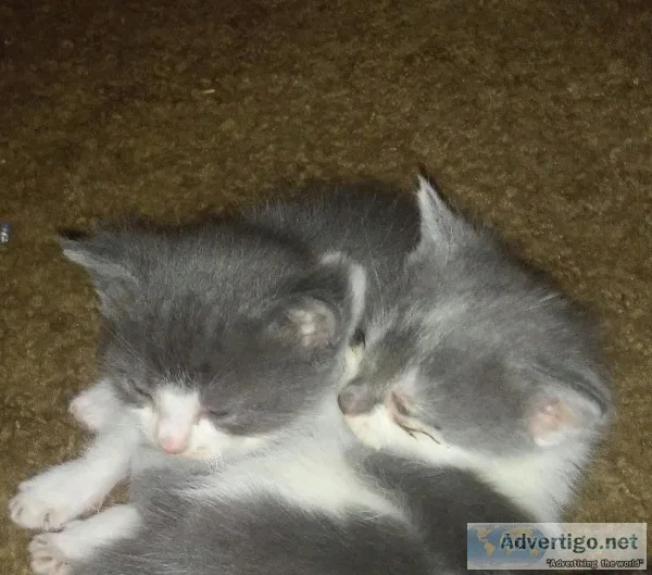 Kittens  8 week s old