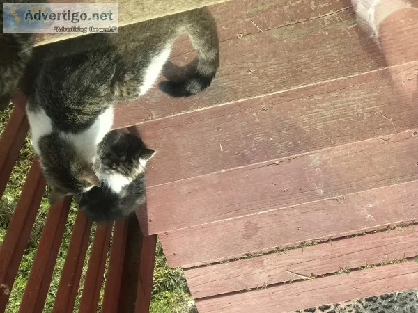 Free kittens