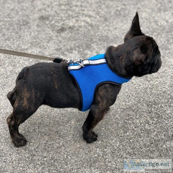 French Bulldog
