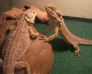 Bearded Dragon - Adult