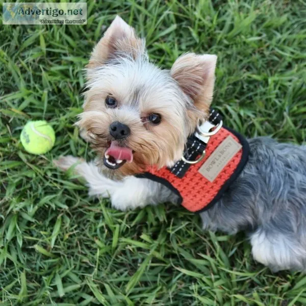 Yorkshire terrier 