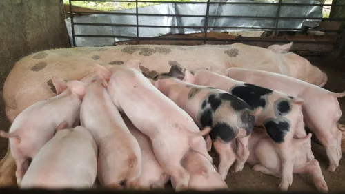 Piglets for sale php2500 only