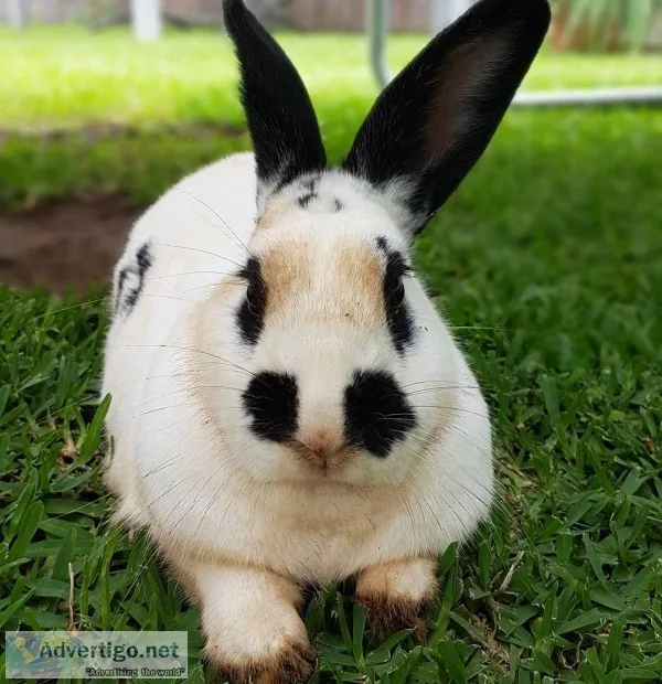 CUTE AND ADORABLE RABBITS AVALIBLE
