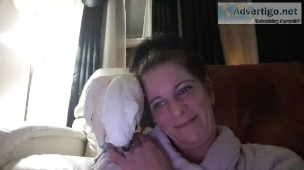 Molucann Cockatoo