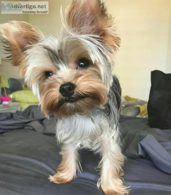 Yorkshire terrier 