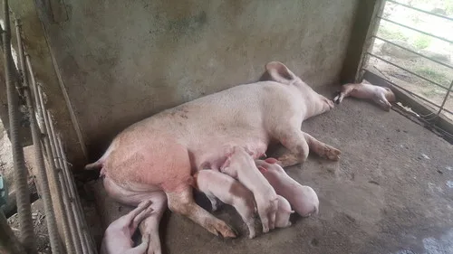 Piglets for sale php2500 only