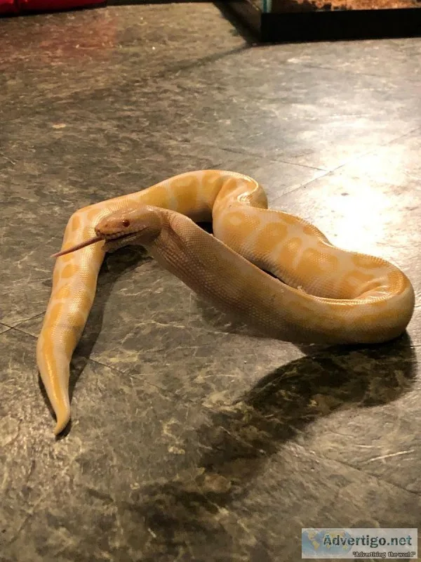 Albino Ball Python Available
