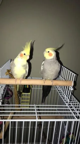 adorable cockatiels