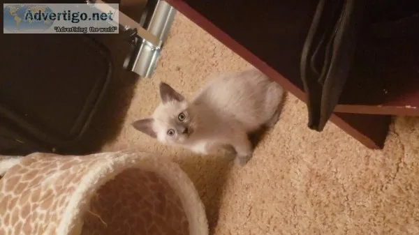 Siamese kittens
