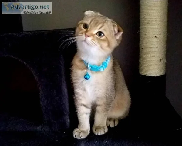 Scottish Fold Gold Silver Chinchilla Kittens