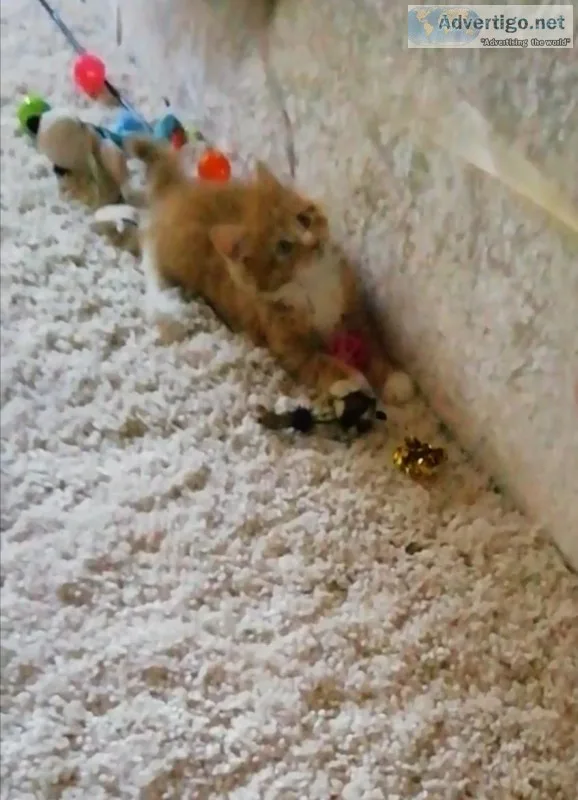 9 week old adorable ginger kitten