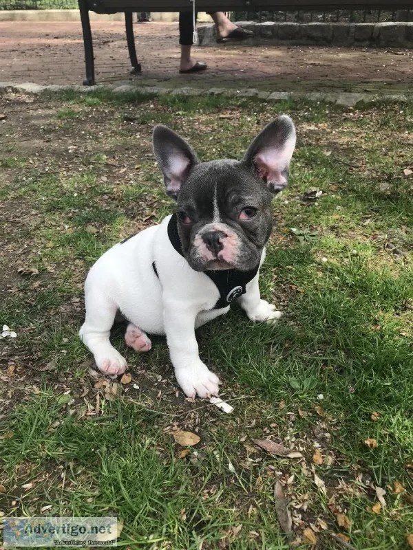 6 month old French bulldog
