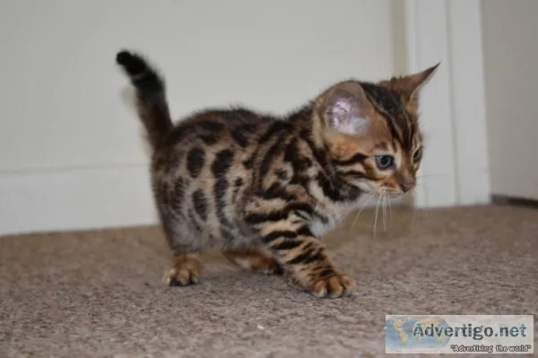 energetic Bengal Kittens Tica Registered