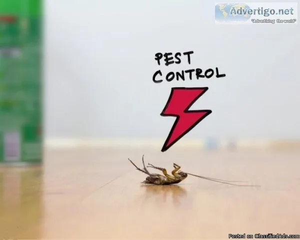 Cockroach Control - Cockroaches Pest Control Services - Hicare