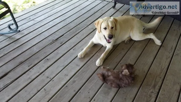 Golden Labrador