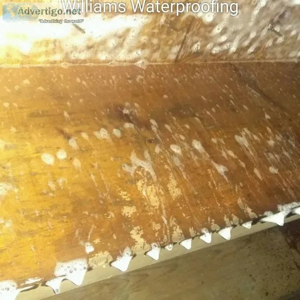 Waterproofing and Mold Remediation Services