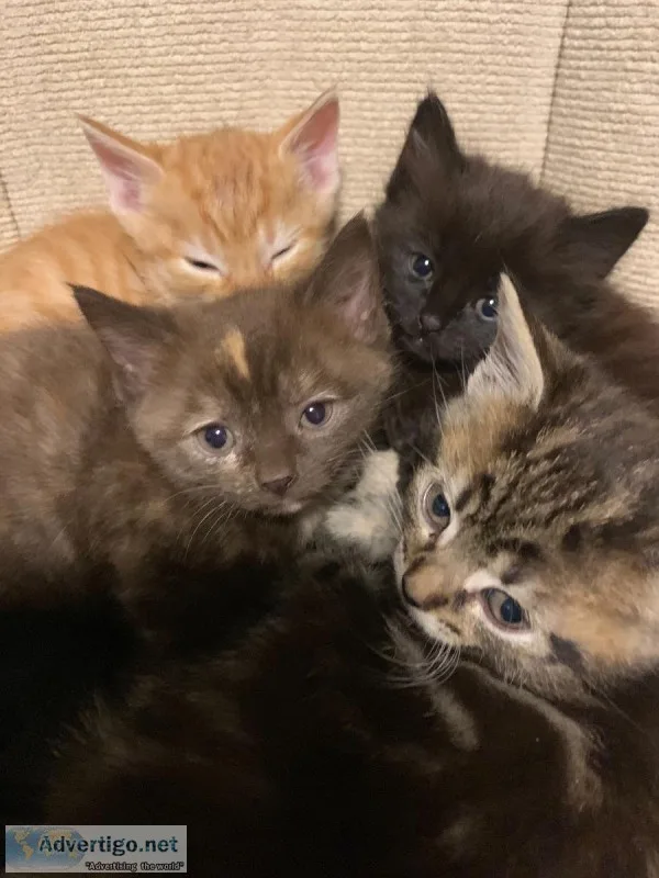 Kitten for slae