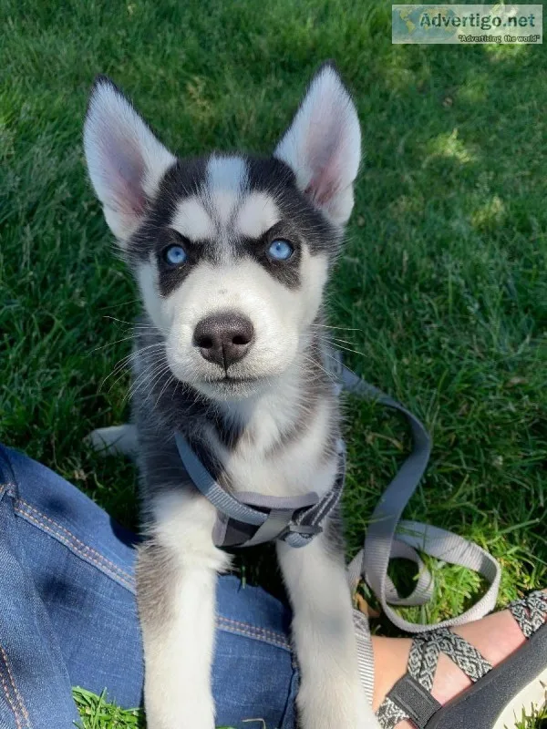 HUSKY PUPPY FOR SALE