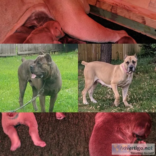 Cane Corso Puppies