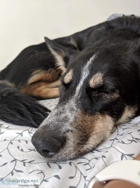 Aussie mix