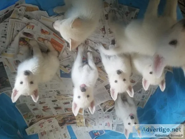 Gerberian shepsky for sale