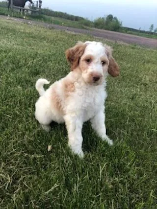 English Setter Doodle puppies