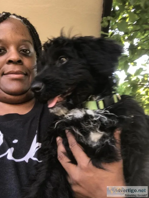 Aussiedoodle for sale