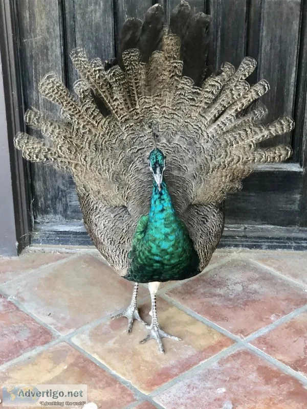 PEACOCKS FOR SALE FIVE JUVENILE MALES