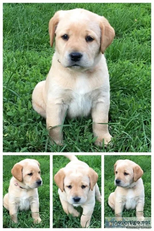 Appleton AKC Lab Pups