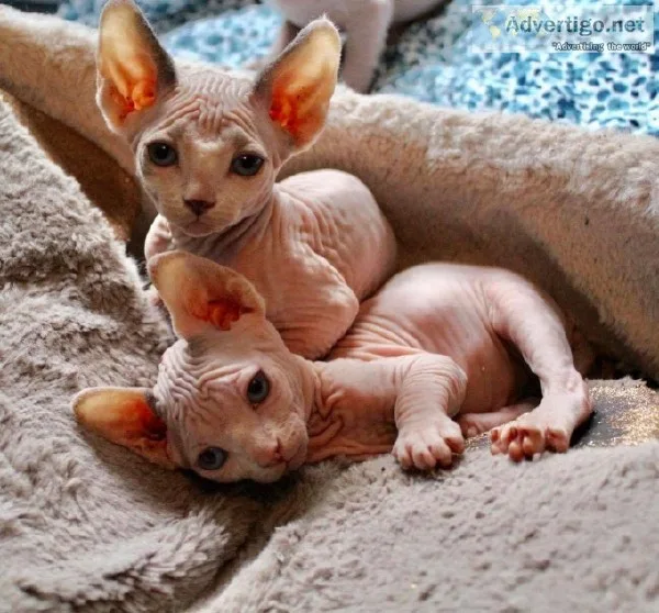 Gorgeous Sphynx Kittens Available for Rehoming