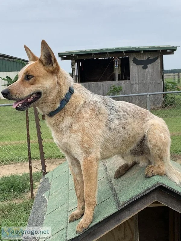 Red Heeler Male