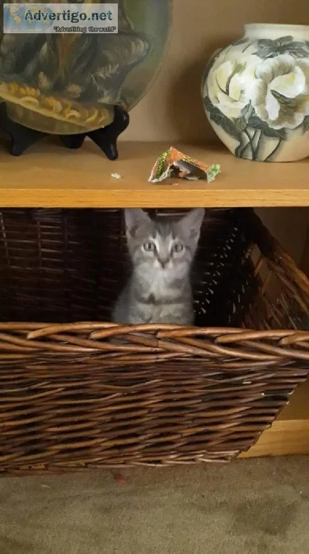 Two kittens 1male1 female