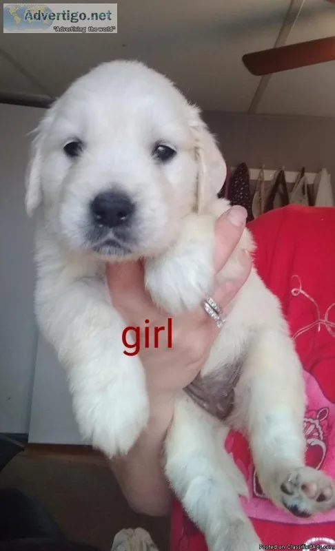 AKC Golden Retriever pups