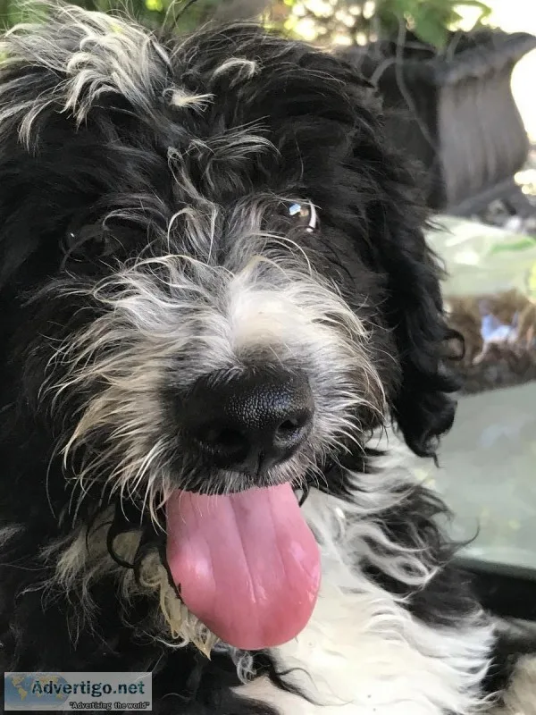 Aussiedoodle for sale