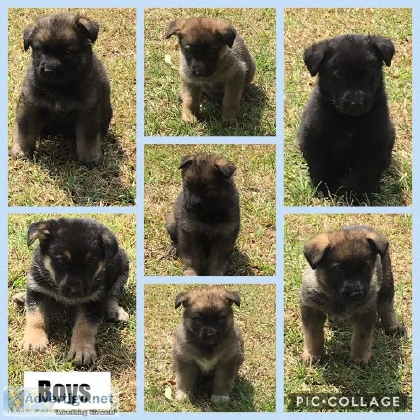 GERMAN SHEPHERD PUPS