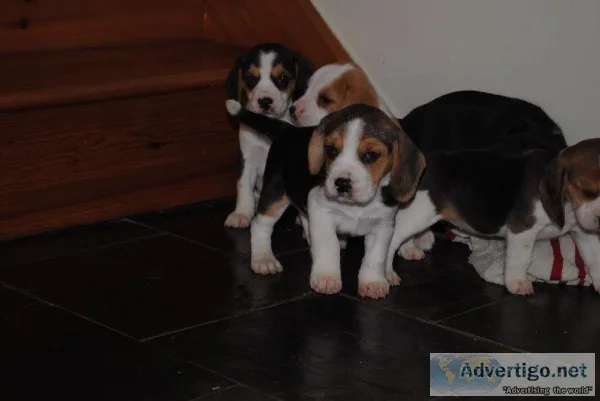 Beautiful Beagle Puppies Awaiting A New Home.
