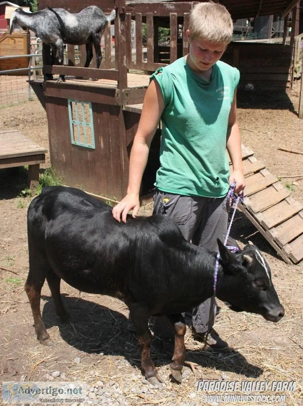 Pure Zebu Bull