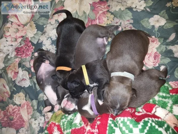 American bullies