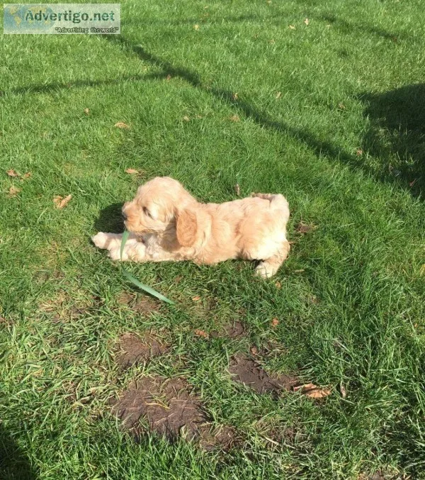 Stunning Red Cockapoo Pups Ready Now.