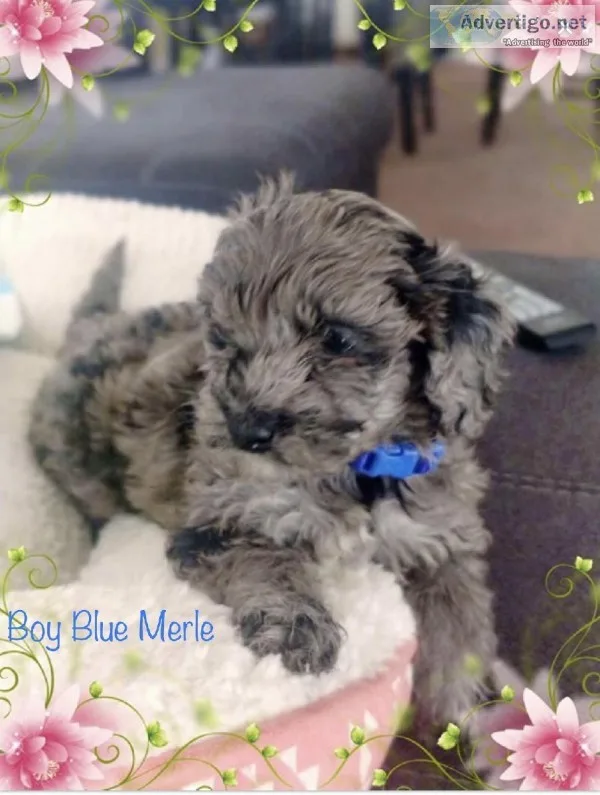 Mini Goldendoodles