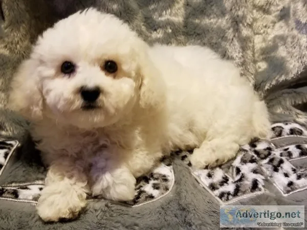 Bichon Frise